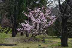 200303京都植物園57