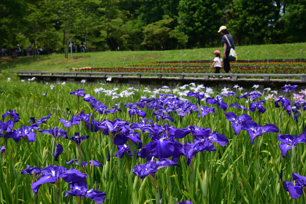 190620長居植物園12