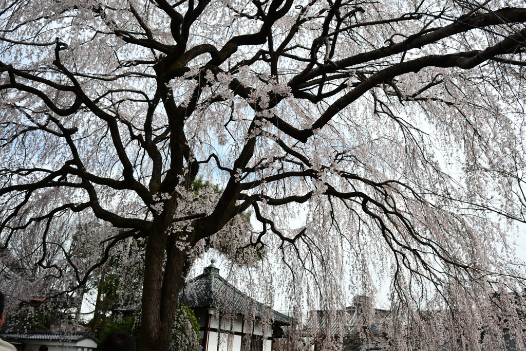 250331d本満寺24