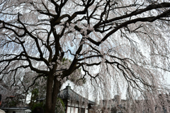 250331d本満寺24