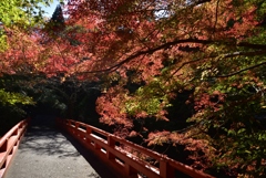 181103a西明寺05