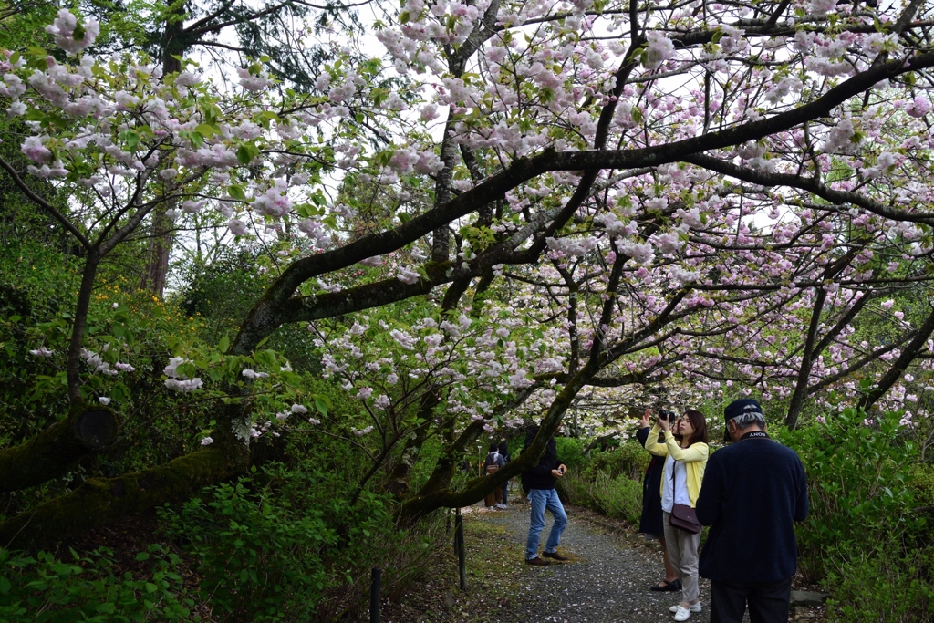 180407a梅宮大社29+