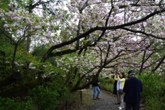 180407a梅宮大社29+