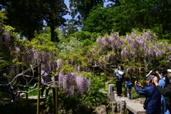 230423c萬葉植物園50