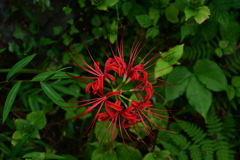 240929京都植物園20