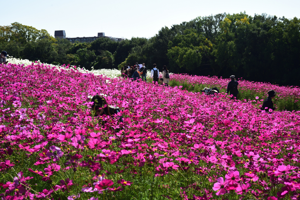 201025万博公園40