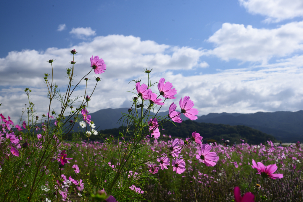 241020a藤原宮跡44