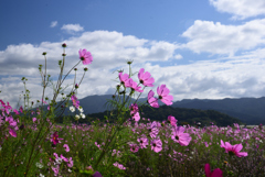 241020a藤原宮跡44