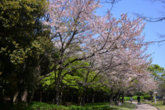 240414a宝が池公園01