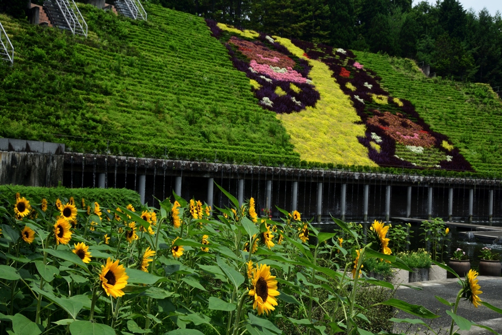 180622a宇治植物園29+