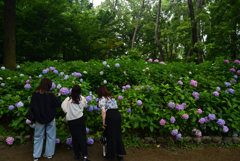 240622長居植物園33