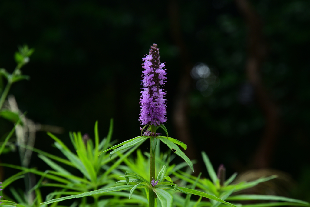 230919京都植物園22