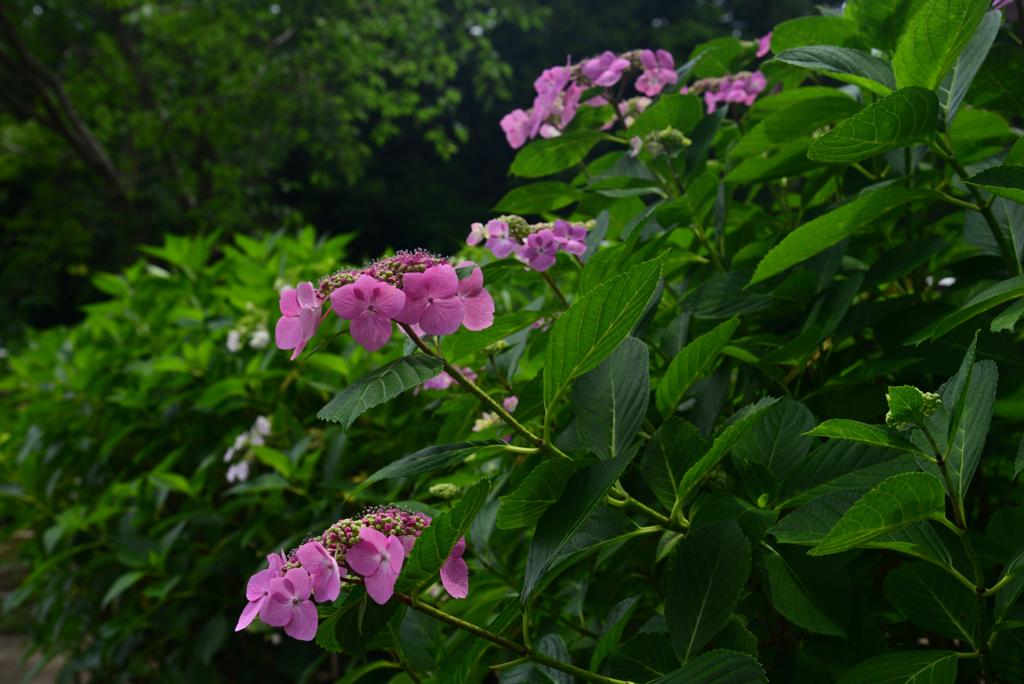 240608万博公園51