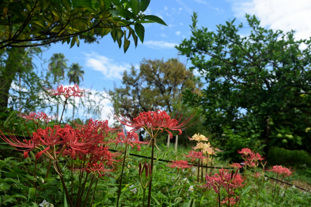 180902a長居植物園06+