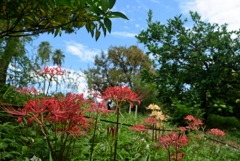 180902a長居植物園06+