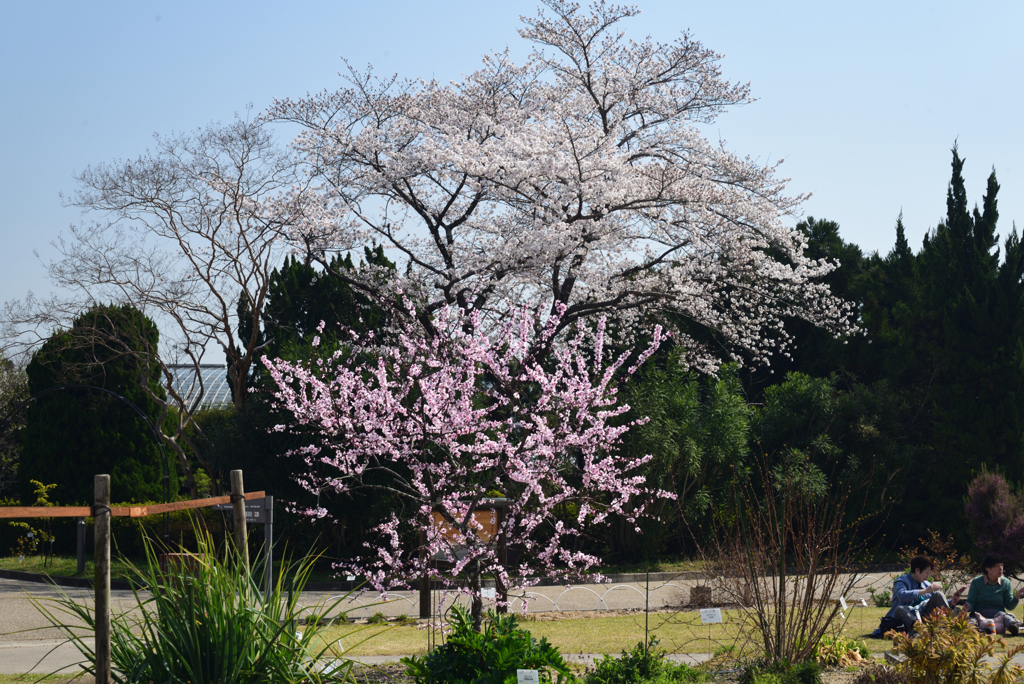 210323b京都植物園41