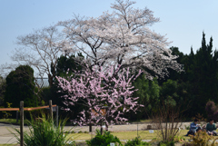 210323b京都植物園41