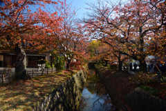 191123a銀閣寺01