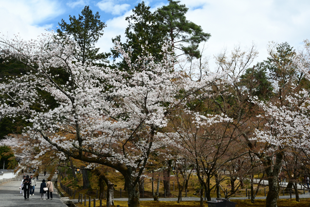 250403f南禅寺06