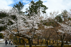 250403f南禅寺06
