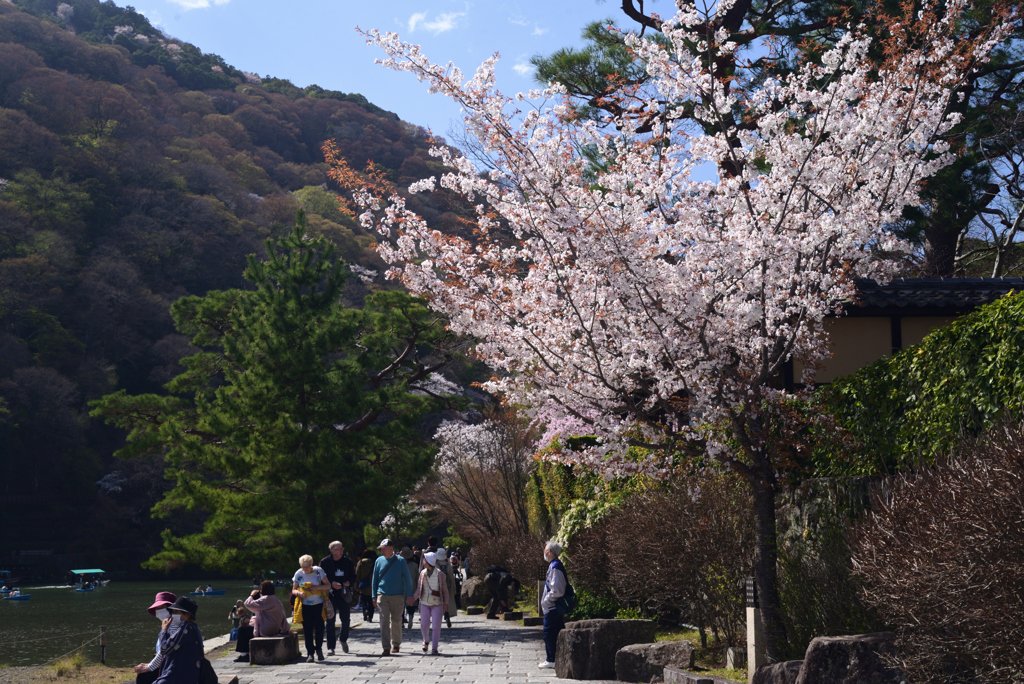 230328b嵐山01