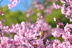 240302鶴見緑地29