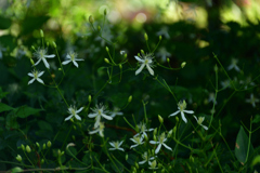 250902京都植物園56