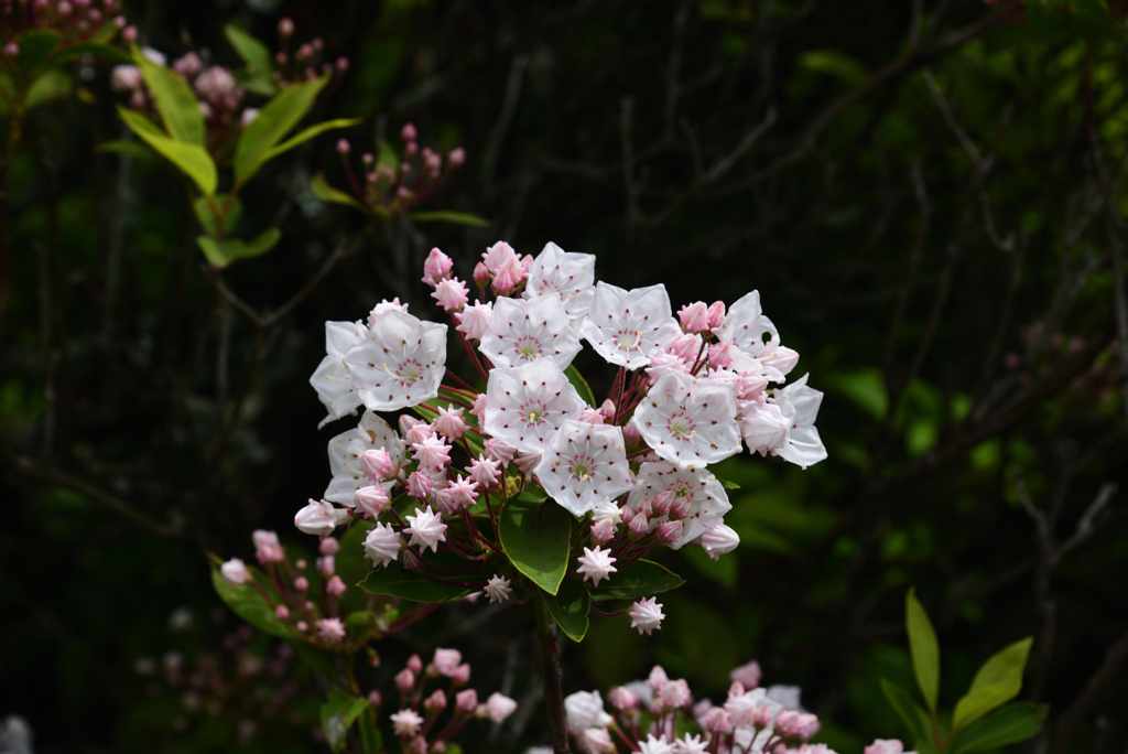200520京都植物園05