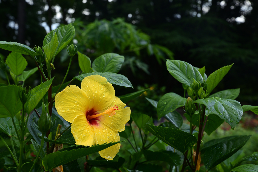 230801京都植物園48