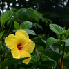 230801京都植物園48