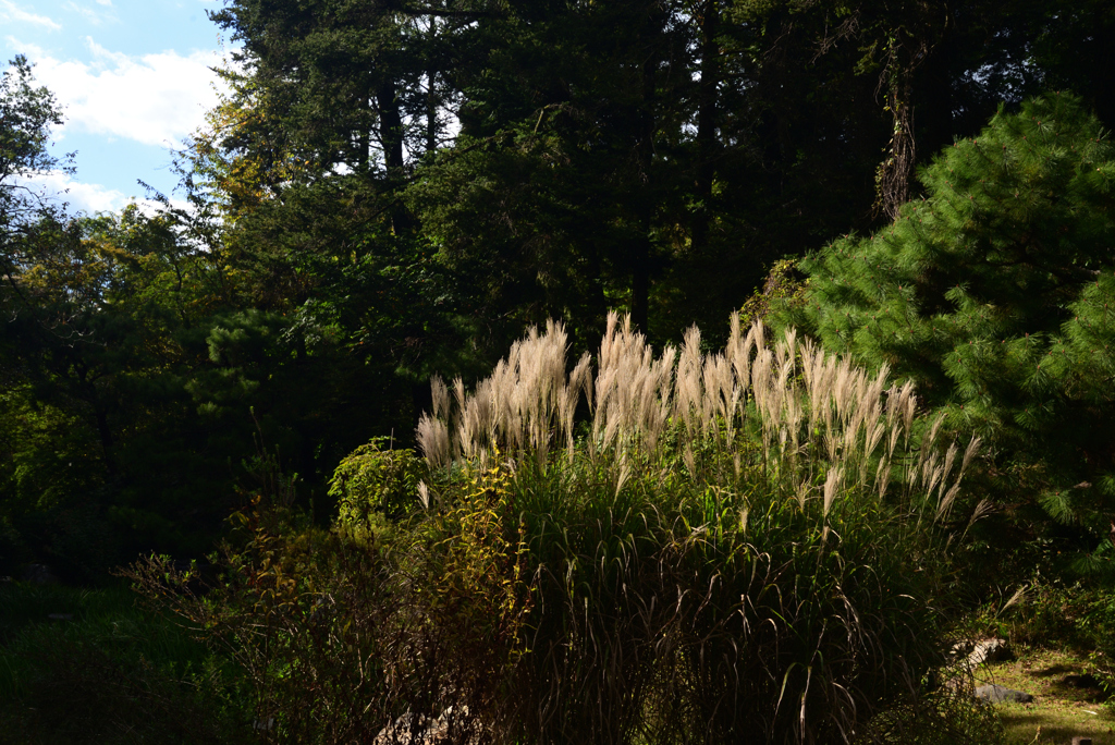 211022京都植物園28