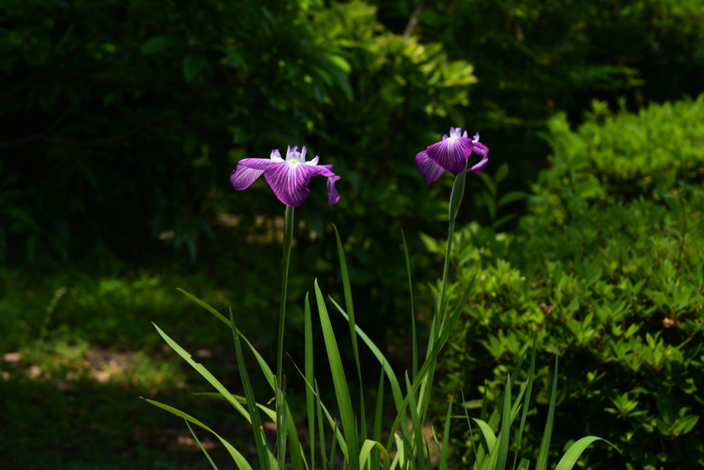 220610城北公園22