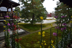 191130a大覚寺14