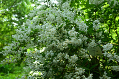 250504京都植物園37