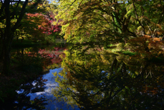 241125a京都植物園26