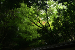 210706a真如堂02