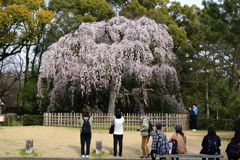 220325d京都御苑47