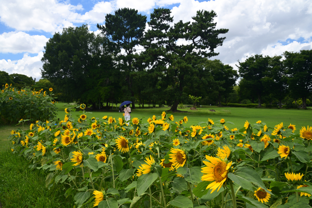 220729万博公園57