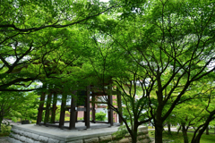 250530智積院04