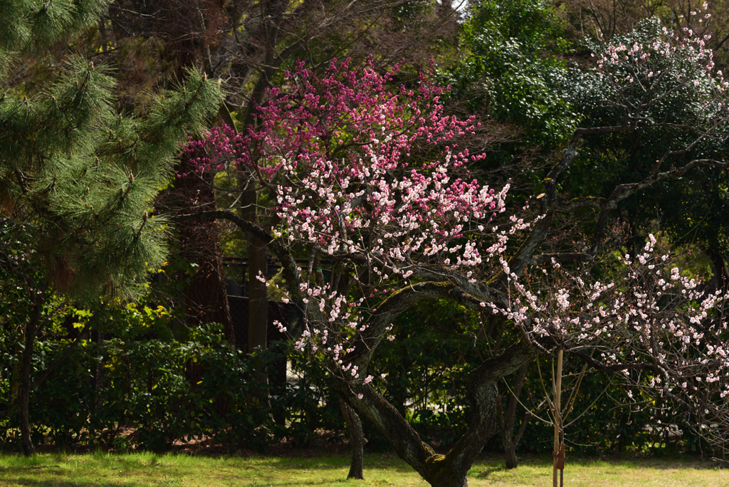 190318d京都御苑23