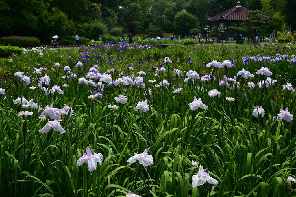 230607城北公園21