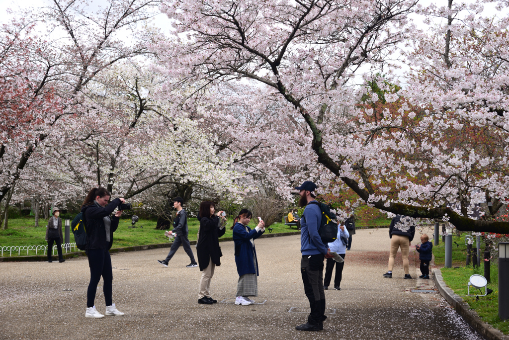 240404a京都植物園21