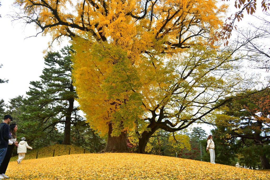 251128京都御苑30