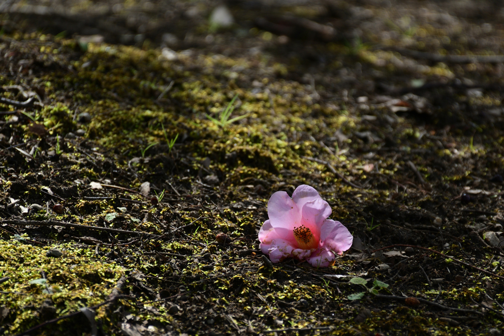 230226万博公園54