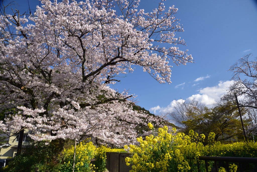 200402b山科疎水08