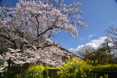 200402b山科疎水08