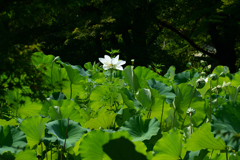 250731京都植物園38