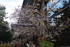 241210d奈良公園32