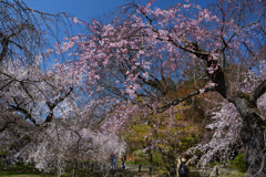 260327a京都植物園22