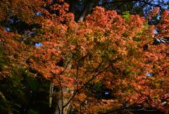 241121d今熊野観音寺10